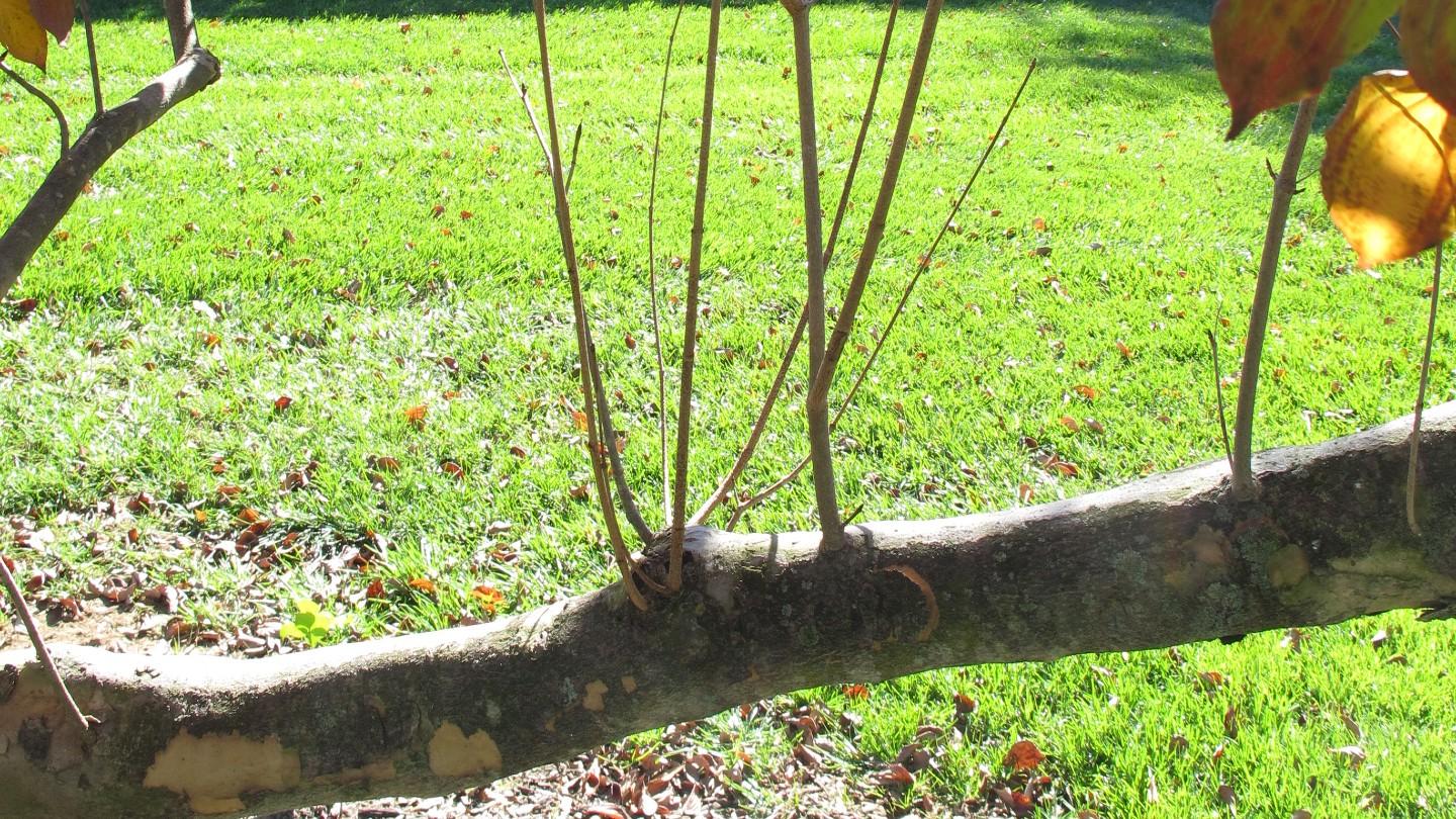 water-sprouts-or-suckers-on-trees-university-of-maryland-extension